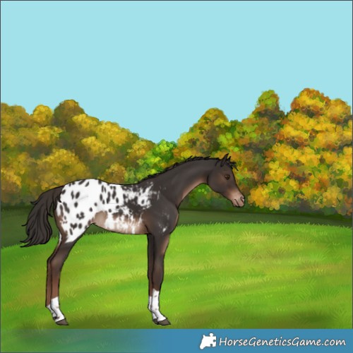 Horse Color:Liver Chestnut Tobiano Appaloosa Rabicano 