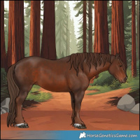 Horse Color:Liver Chestnut