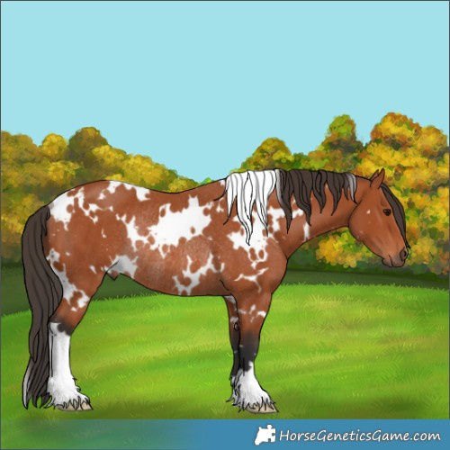 Horse Color:White Spotted Bay Rabicano 