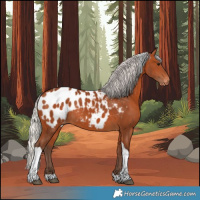 Horse Color:Silver Bay Tobiano Appaloosa Rabicano 