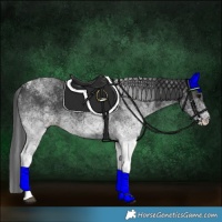 Horse Color:White Spotted Black 