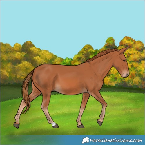Horse Color:Chestnut 