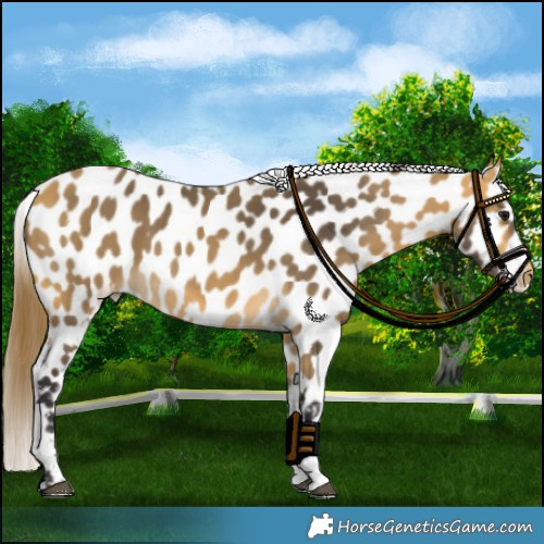 Horse Color:Buckskin Near Leopard 