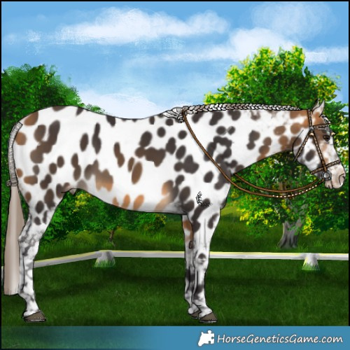 Horse Color:Buckskin Near Leopard 