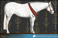 Horse Color:Perlino Near Leopard 