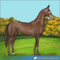 Horse Color:Gray Black Pearl