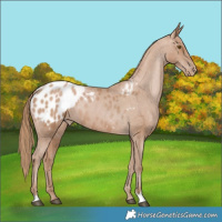 Horse Color:Black Pearl Appaloosa