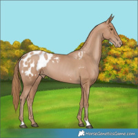 Horse Color:Black Pearl Appaloosa
