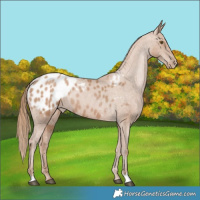 Horse Color:Black Pearl Appaloosa 