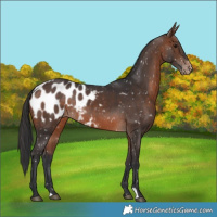 Horse Color:Brown Appaloosa