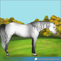 Horse Color:Gray Brown Varnish