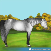 Horse Color:Gray Brown Appaloosa 