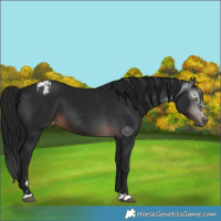 Horse Color:Gray Brown Appaloosa 