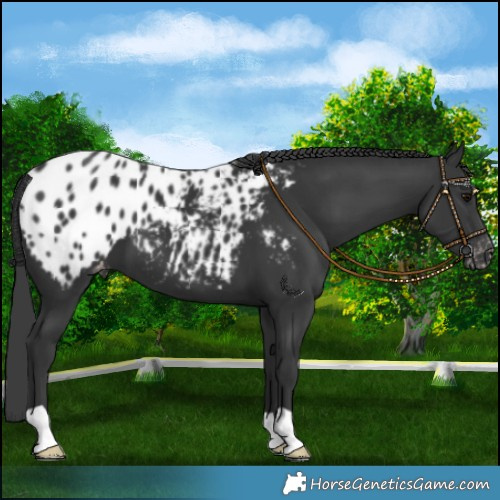 Horse Color:Black Blanket 
