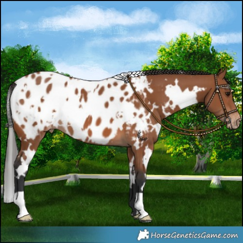 Horse Color:White Spotted Bay Near Leopard 