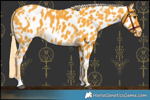 Horse Color:White Spotted Palomino Near Leopard 