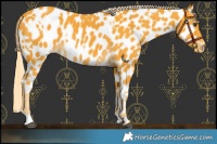 Horse Color:White Spotted Palomino Near Leopard