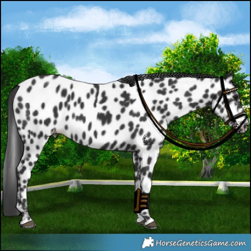 Horse Color:Black Leopard 