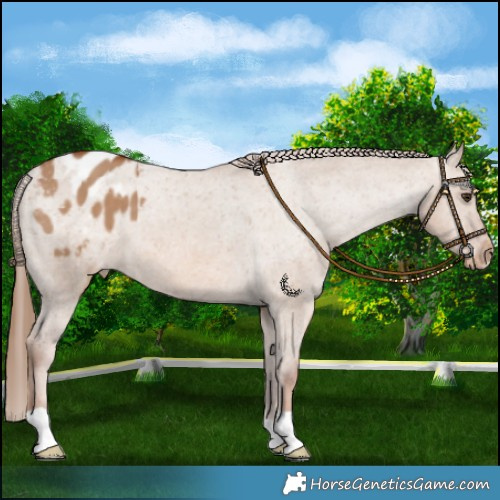 Horse Color:Red Dun Varnish 