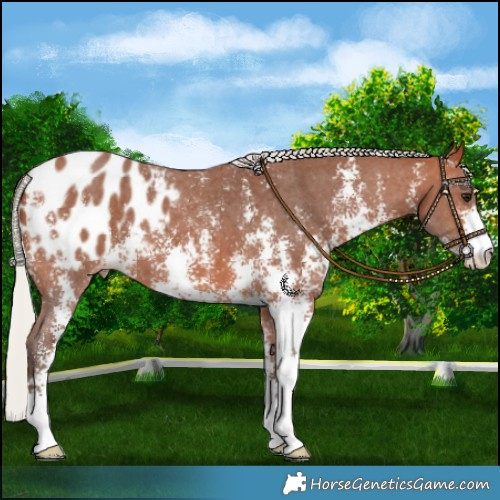 Horse Color:Silver Bay Sabino Blanket 