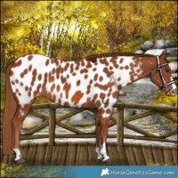 Horse Color:Chestnut Near Leopard