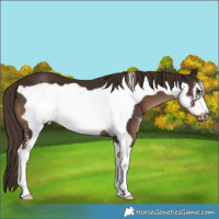 Horse Color:Liver Chestnut Sabino Frame 