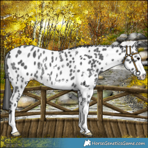 Horse Color:Black Sabino Leopard Rabicano 