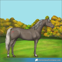 Horse Color:Silver Smoky Black 