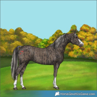 Horse Color:Smoky Black  and Silver Smoky Black 