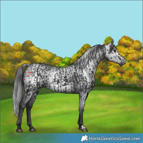 Horse Color:Smoky Black  and Gray Smoky Black 