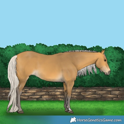Horse Color:Silver Buckskin