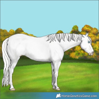 Horse Color:Cremello Dun 