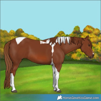 Horse Color:Chestnut Tobiano