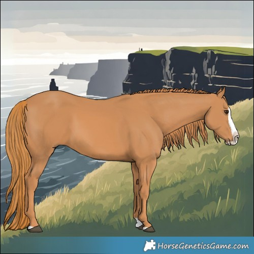 Horse Color:Chestnut Splash 