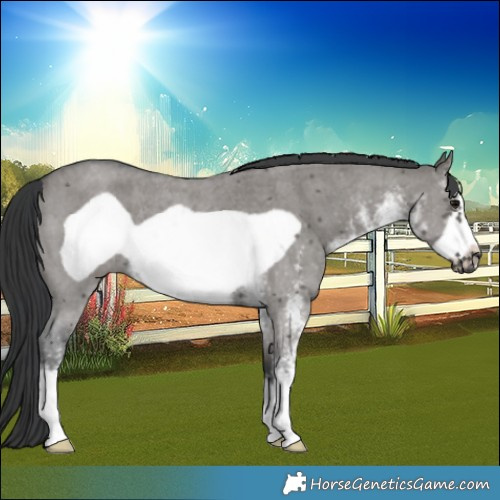 Horse Color:White Spotted Grullo Frame Rabicano 
