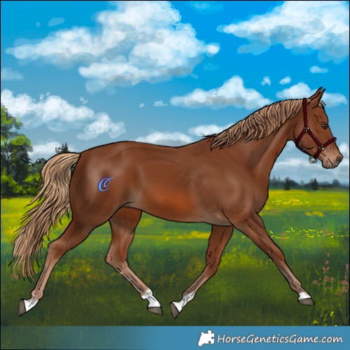 Horse Color:Chestnut 