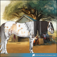 Horse Color:Buckskin Onyx Sabino Splash Tobiano Rabicano