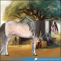 Horse Color:Buckskin Ice Onyx Tobiano Rabicano 