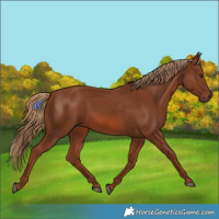 Horse Color:Chestnut 
