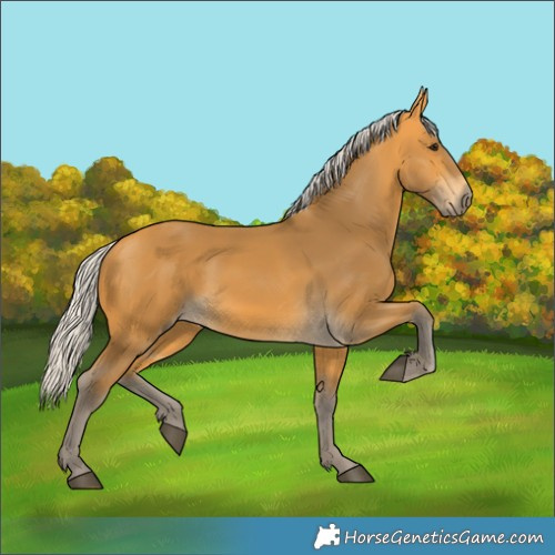 Horse Color:Silver Buckskin 