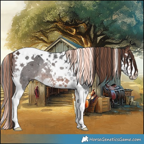 Horse Color:Painted Bay Ice Splash Tobiano Rabicano 