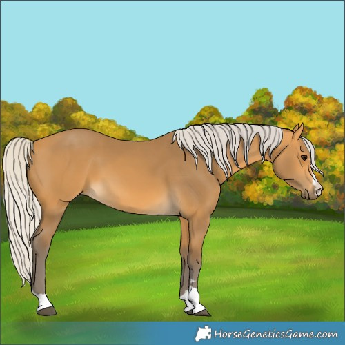 Horse Color:Silver Buckskin