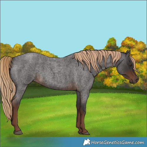 Horse Color:Liver Red Roan Rabicano
