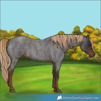 Horse Color:Liver Red Roan Rabicano 
