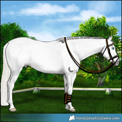 Horse Color:Gray White Spotted Gold Cream Champagne Dun Splash Frame Varnish Rabicano 