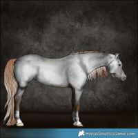Horse Color:Gray Liver Chestnut Rabicano 