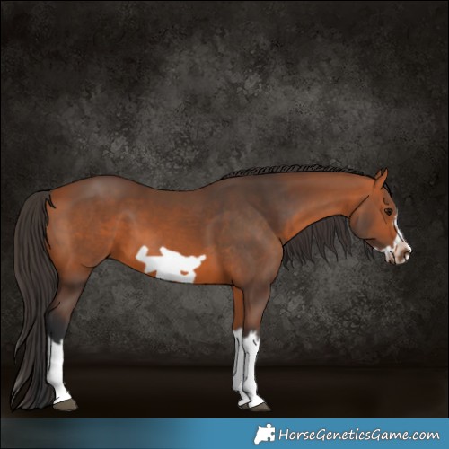 Horse Color:Bay Splash Frame 
