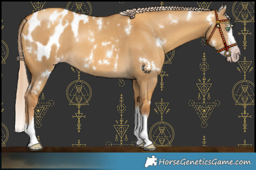 Horse Color:Gray White Spotted Gold Cream Champagne Dun Splash Blanket 