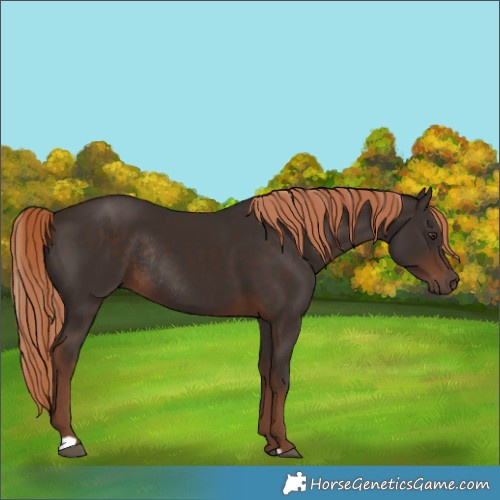 Horse Color:Liver Chestnut Rabicano