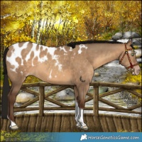 Horse Color:Gray Amber Champagne Dun Tobiano Appaloosa Rabicano